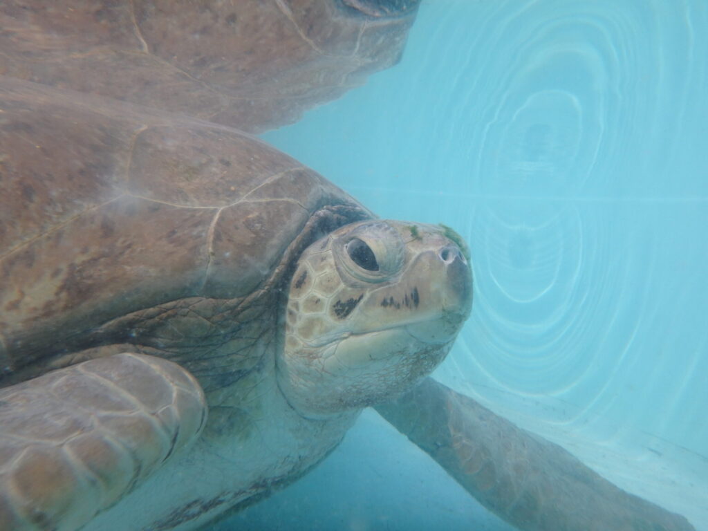 turtle hospital