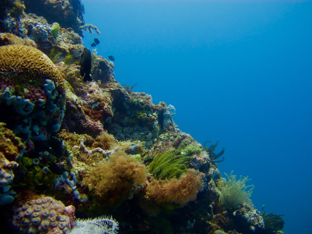 Sombrero Reef
